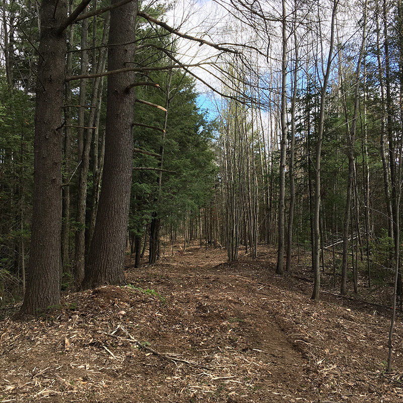 Broyage forestier - sentier 2